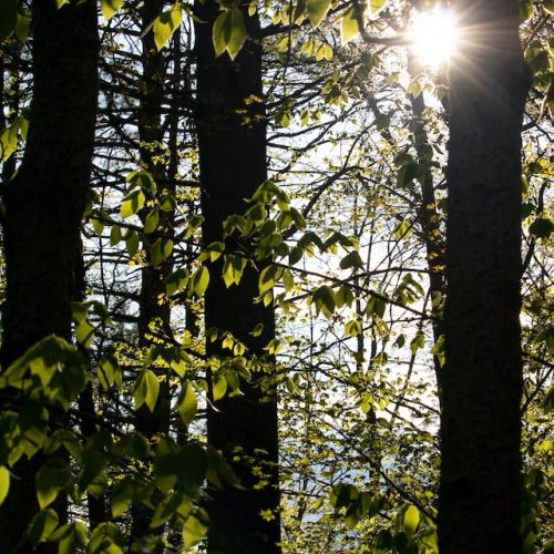 Il legno di frassino: caratteristiche ed usi